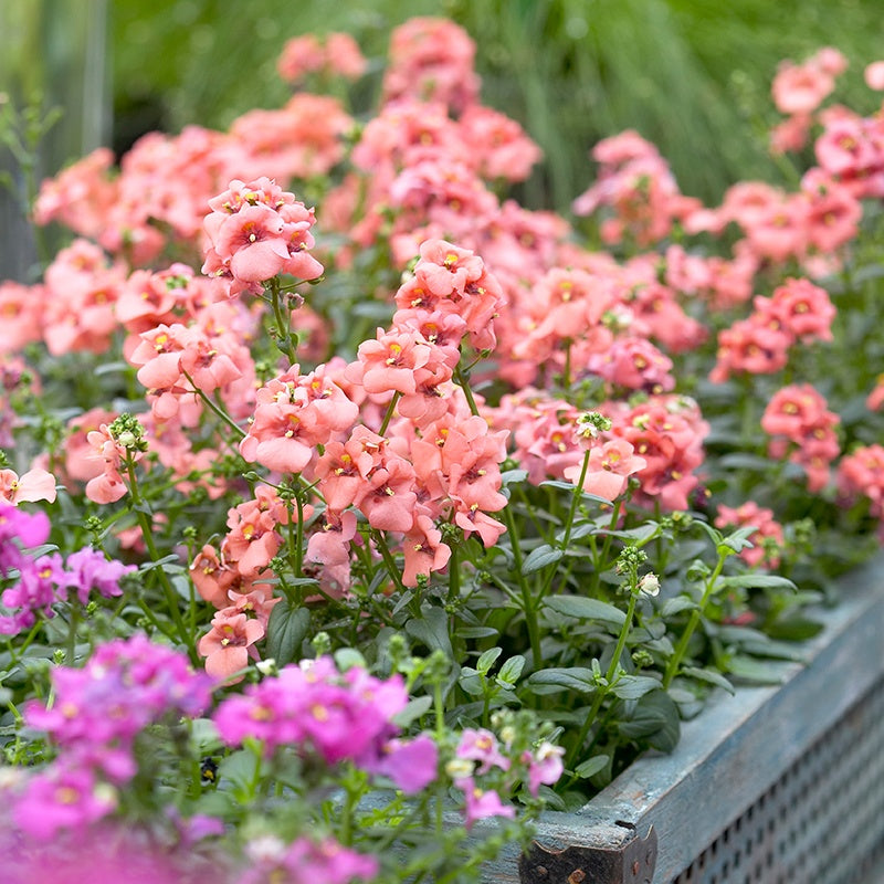 Bouquet of pink and purple flowers in a garden setting