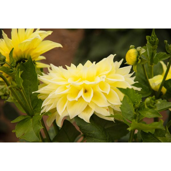 Dahlia Kelvin Floodlight Flower Plant