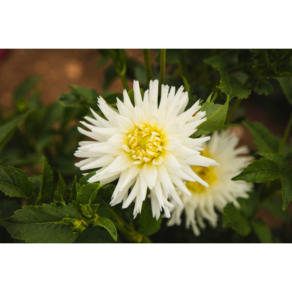 Dahlia My Love Flower Plant