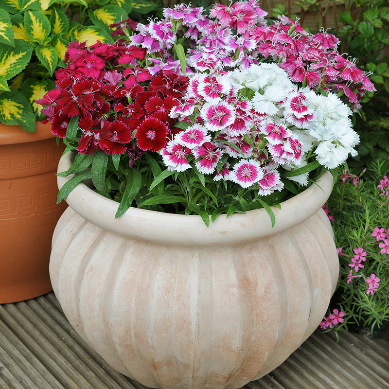 Twice-Flowering Bedding Collection