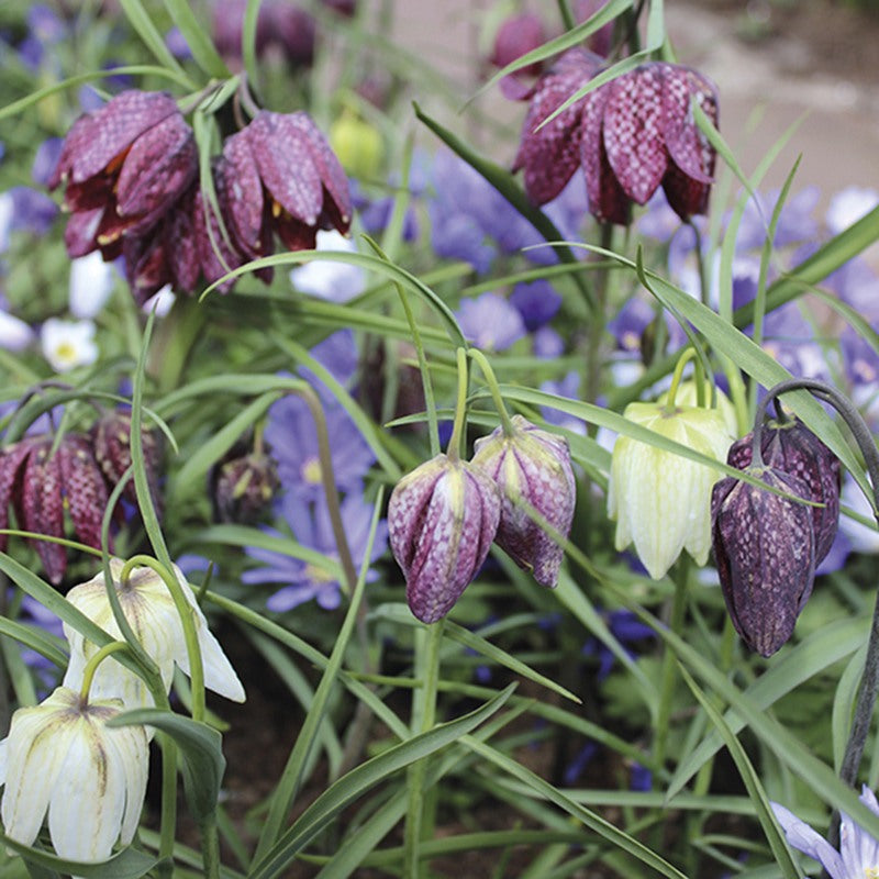 snake's head fritillary bulbs planting Snakeshead Fritillary Bulb Collection
