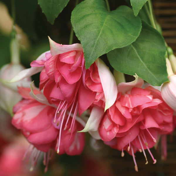 Fuchsia Peachy (Giant Trailing) Flower Plants
