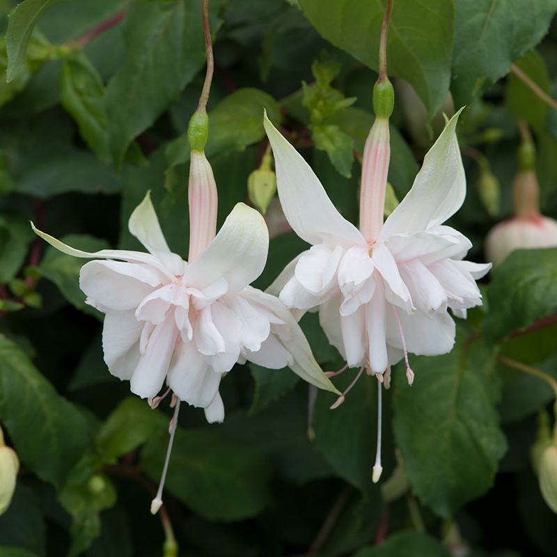 Close-up of two light pink fuchsia flowers with green leaves in the background.