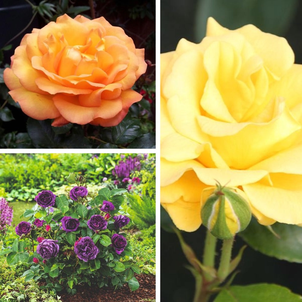 Floribunda Flowers