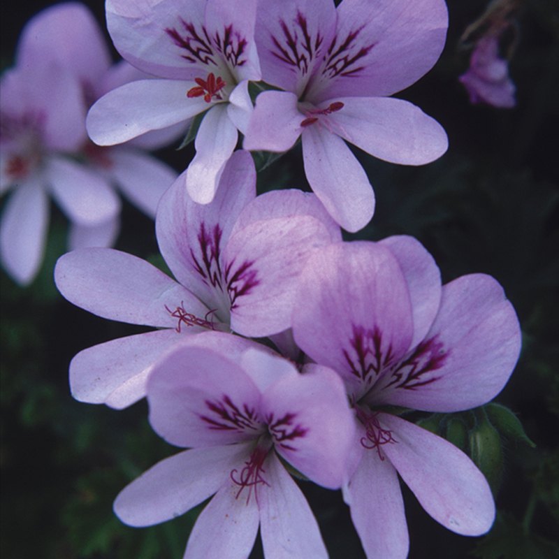 Pelargonium Scented Prince Of Orange Flower Plants