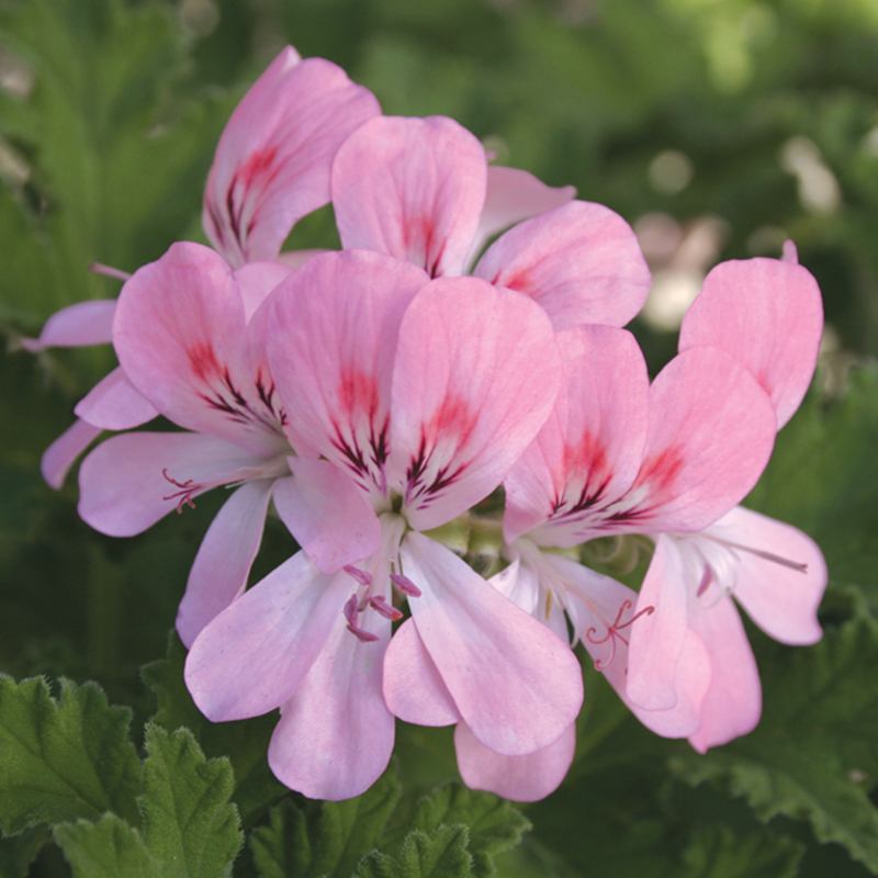 Close-up of pink flowers with green leaves in the background