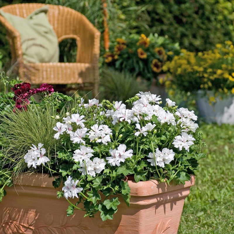 Potted white flowers in a garden setting with a wicker chair and other plants.