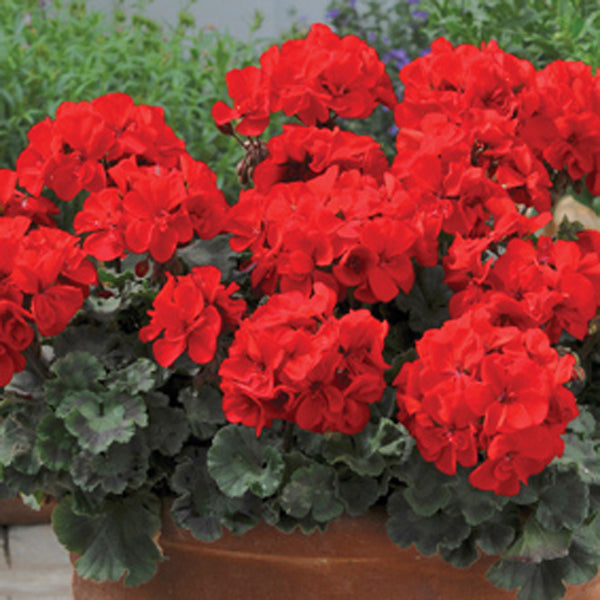 Potted red geraniums with green leaves on a blurred background