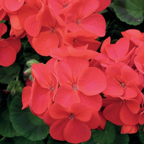Geranium Palladium Red F1