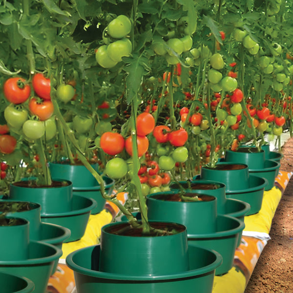 Growpot Tomato Growing Pot x 6