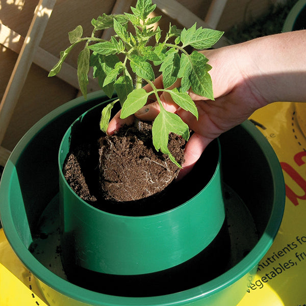 Hand holding a small potted plant over a green container with soil.