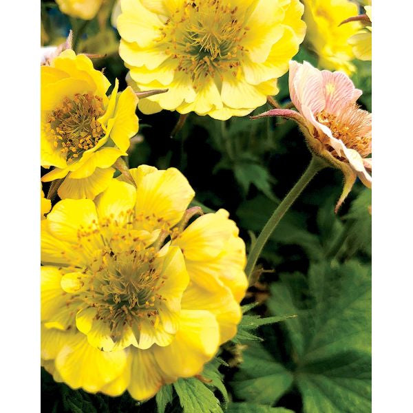 Geum Tempo Yellow Potted Plant