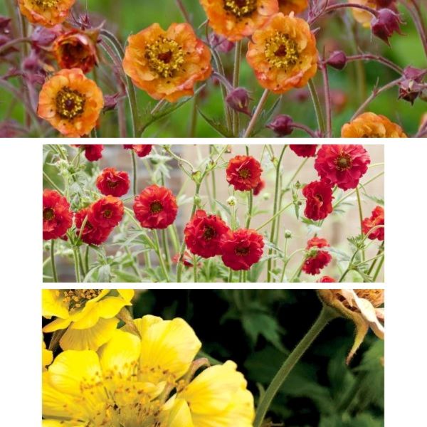Geum Brights Potted Plants Collection