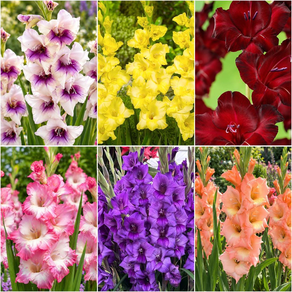 Gladioli Border Collection