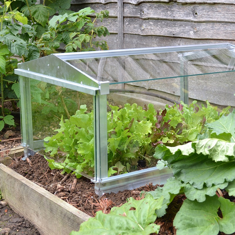 nether star seeds garden cloche Garden Cloche