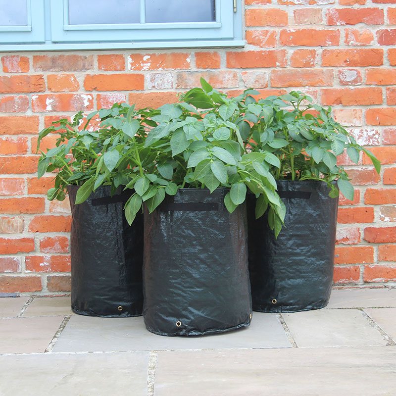 Three black grow bags with plants against a brick wall.