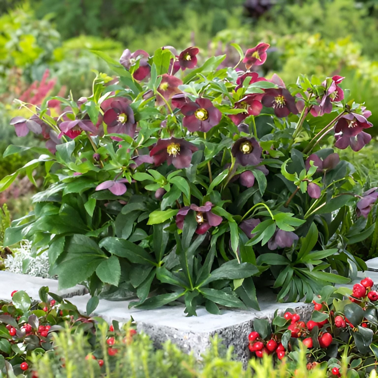 Helleborus Orientalis 'Halcyon Early Dark Red' Flower Plants