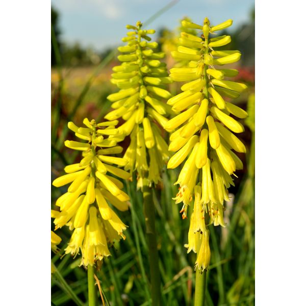 Kniphofia Lemon Popsicle Potted Plant