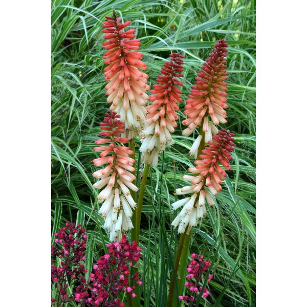 Kniphofia Orange Vanilla Popsicle Potted Plant