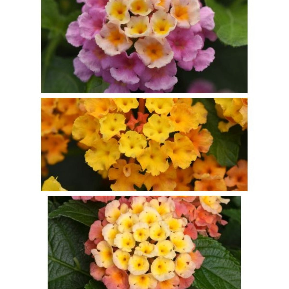 Lantana Bloomify Flower Plants Collection