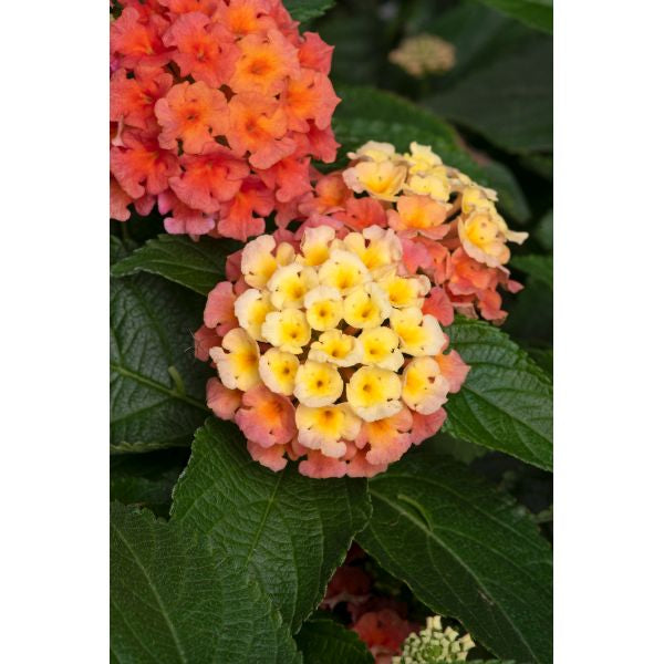 Lantana Bloomify Mango Flower Plants