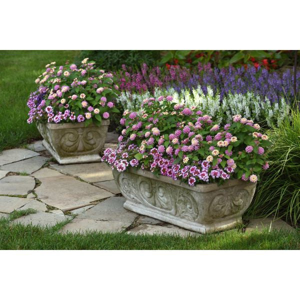 Lantana Bloomify Pink Flower Plants