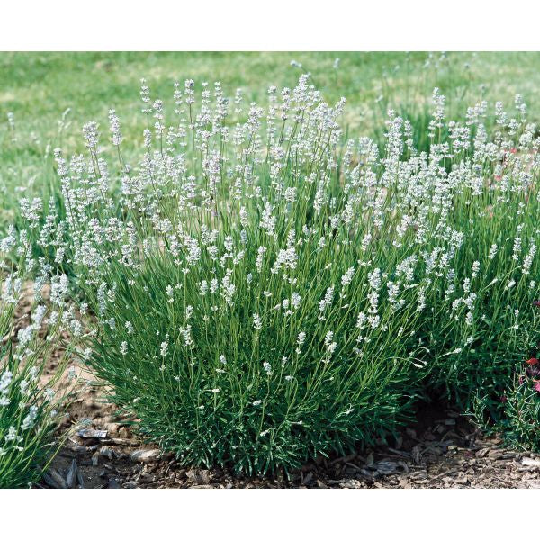 Lavender Edelweiss Potted Plant
