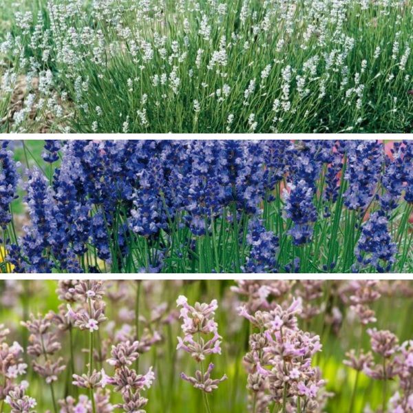Lavender Angustifolia Potted Plants Collection
