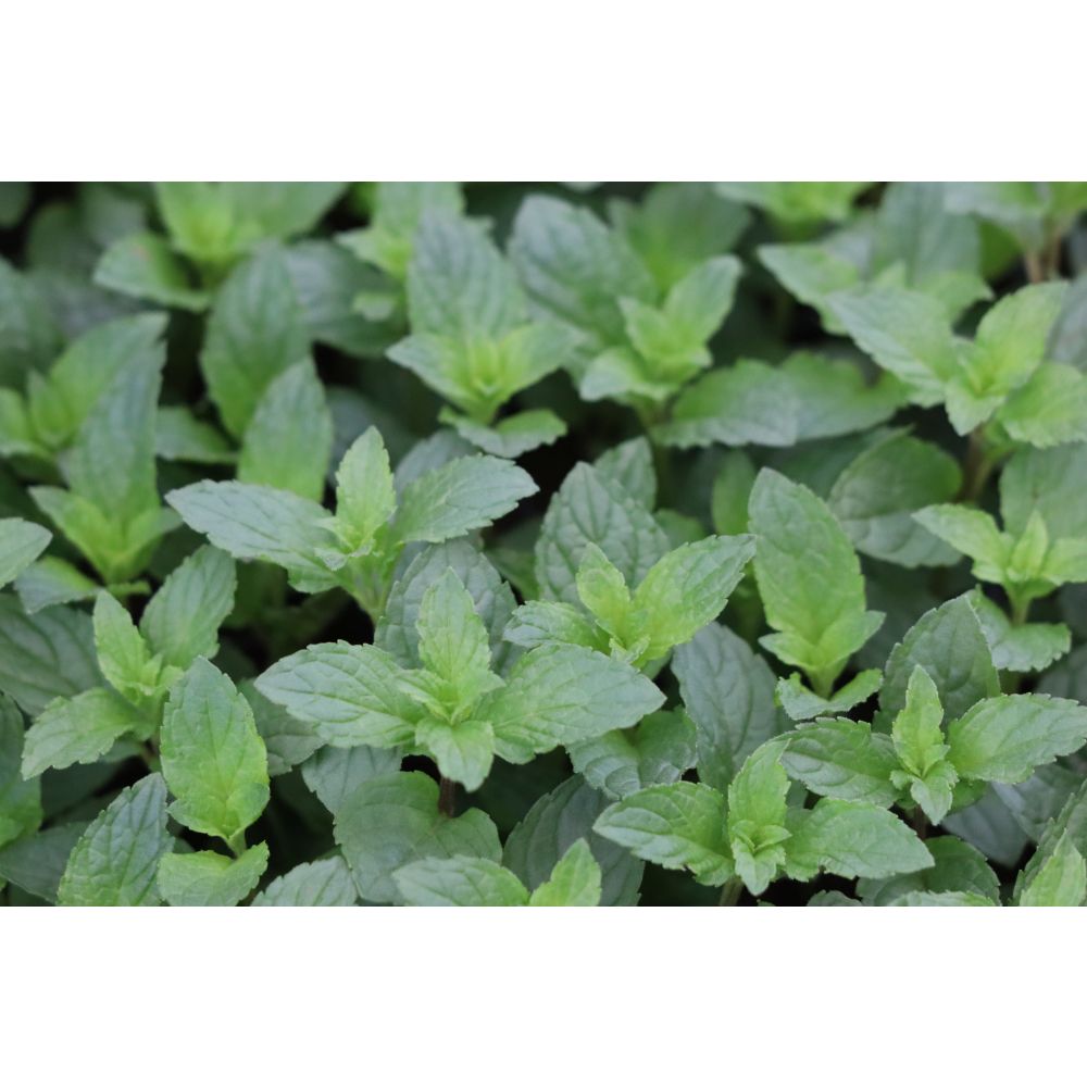 Christmas Herb Collection