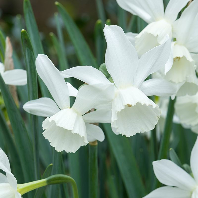 Narcissus Thalia Flower Bulbs