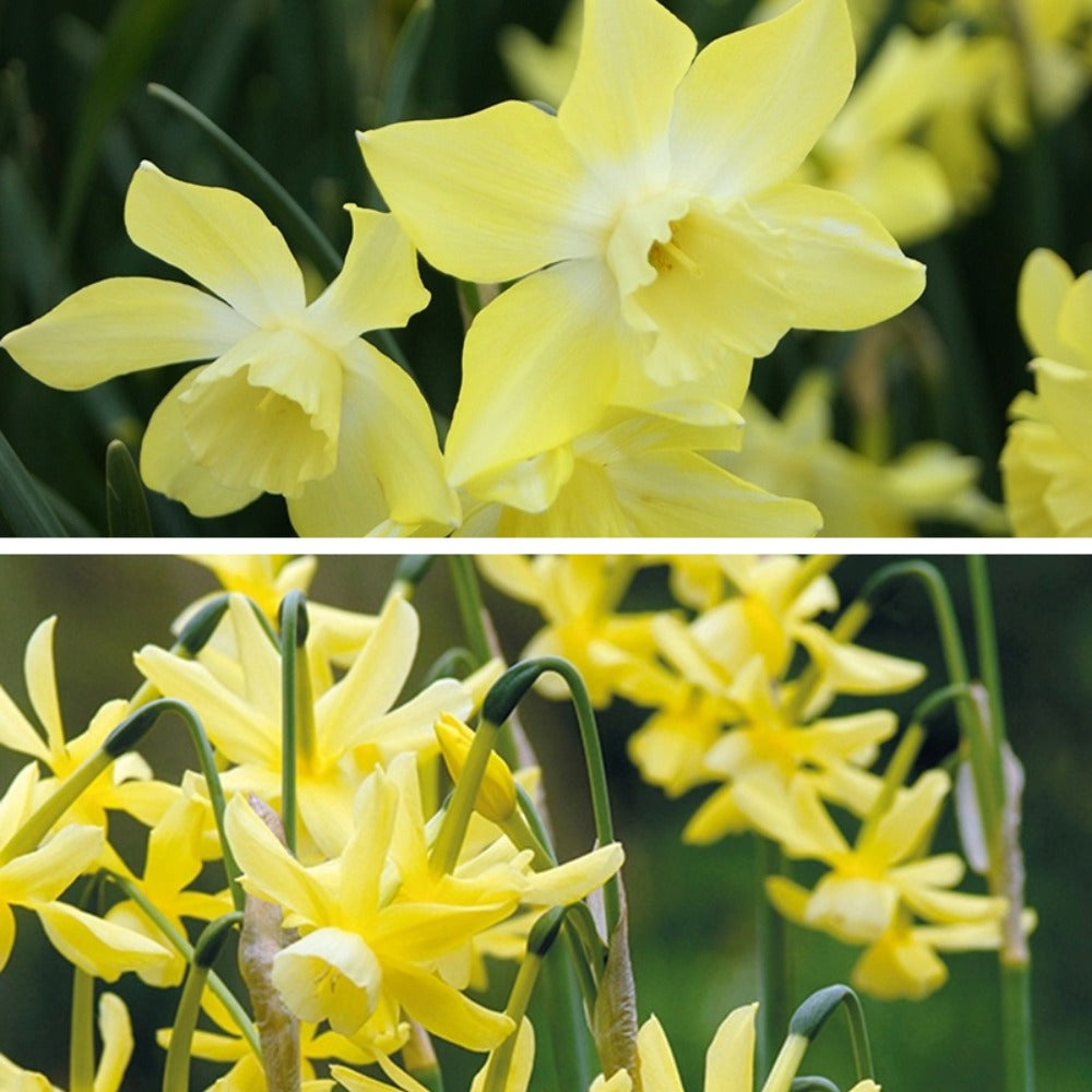 Narcissi Fragrant Flower Bulb Collection