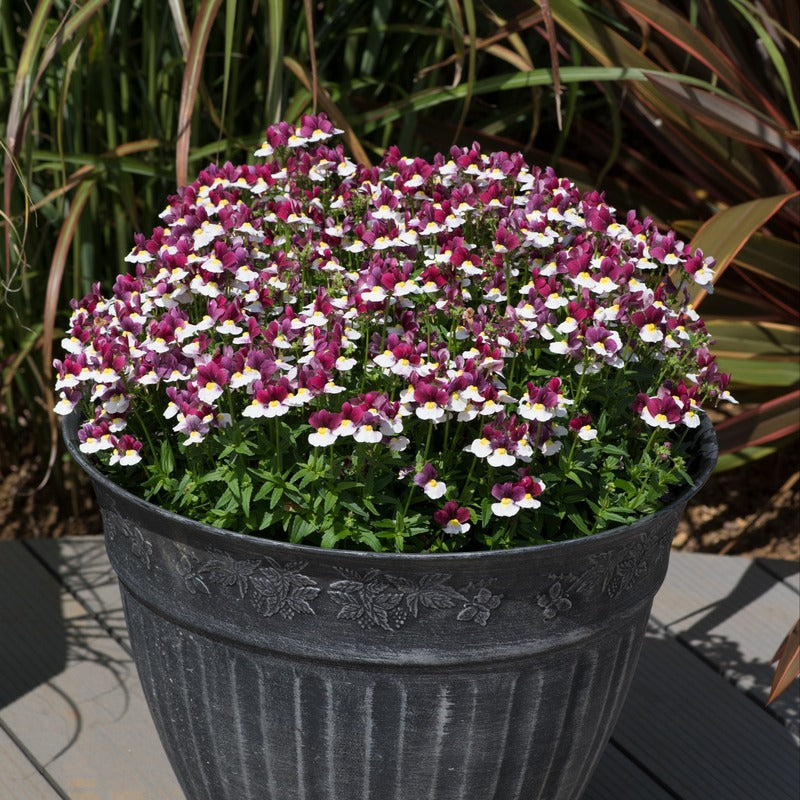 Potted plant with purple and white flowers on a wooden surface