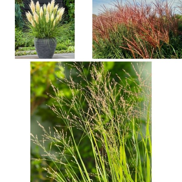 Ornamental Grasses Potted Plants Collection