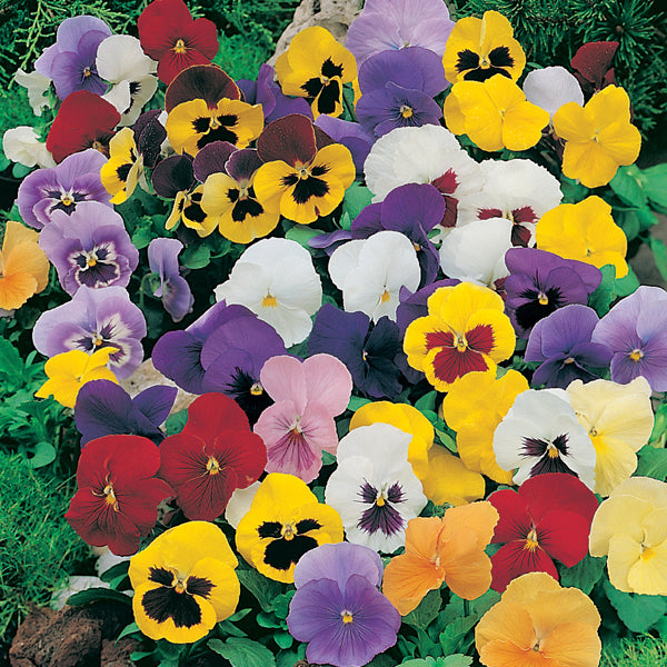 Pansy & Polyanthus Colour Combo Collection