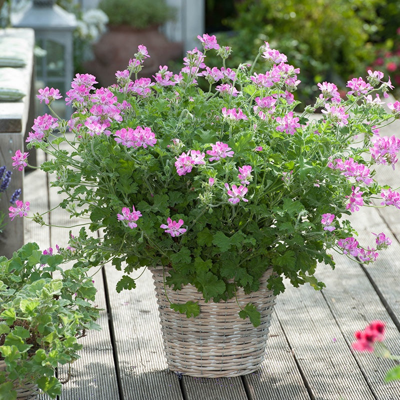 Potted plant with pink flowers on a wooden deck