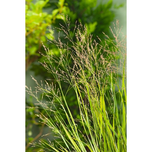 Panicum Heavy Metal Potted Plant