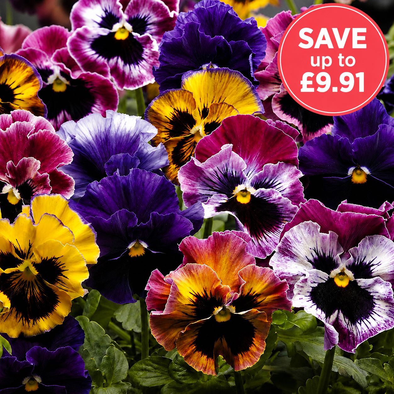 Pansy Fizzy Fruit Salad F1 Mixed Flower Plants