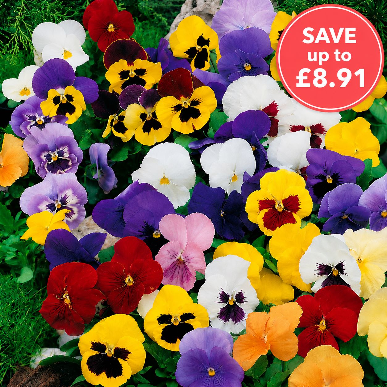 Pansy Winter Flowering Mixed F1 Plants