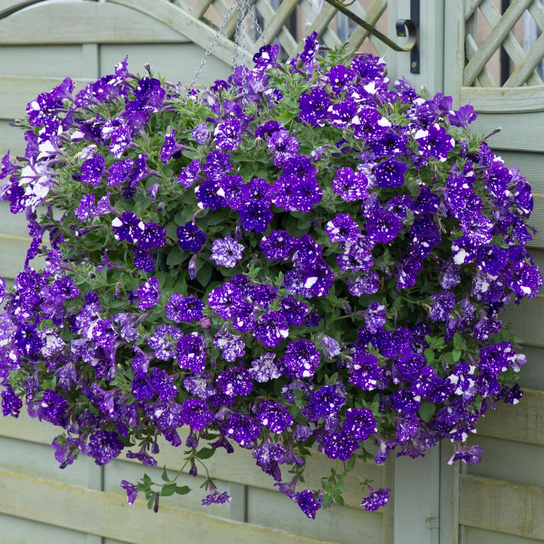 Petunia Sparkling Sky Flower Plants Collection