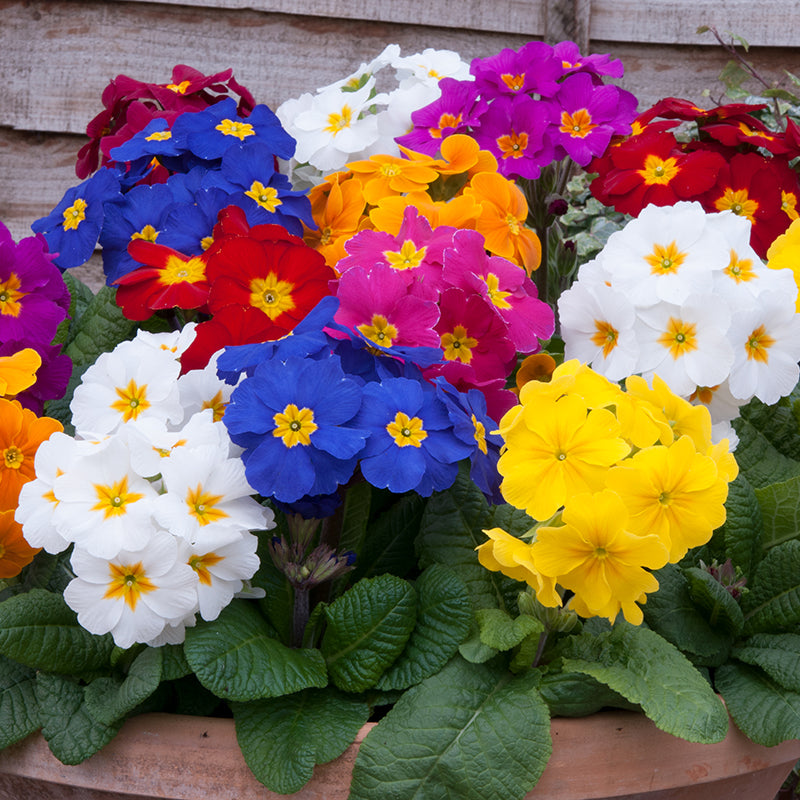 Polyanthus Crescendo Mixed F1 Flower Plants
