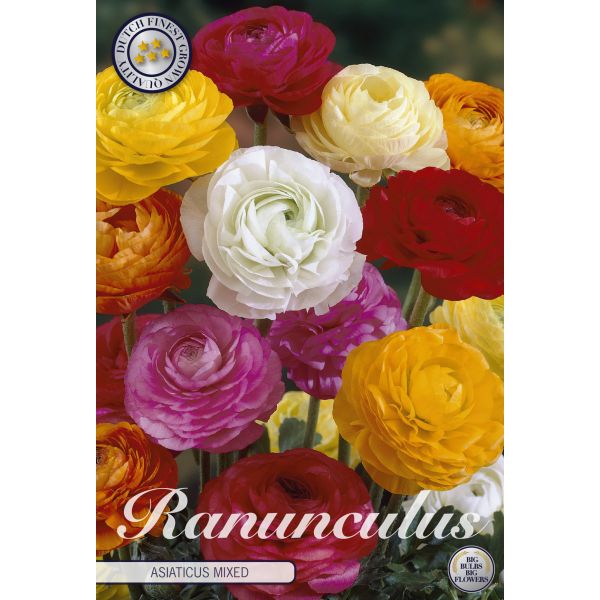 Ranunculus Mixed Flower Bulbs