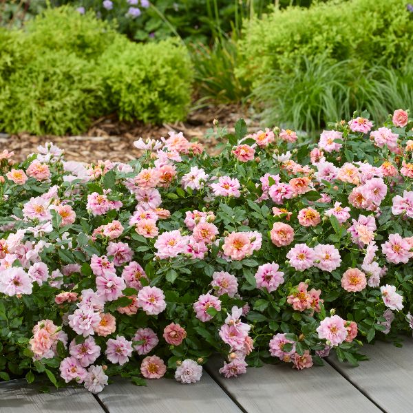 Rosa Amirose (Groundcover) Flower Plant