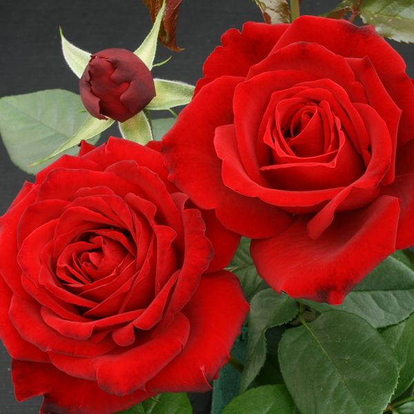 Rose Crimson Cascade (Climbing) Plants - AGM