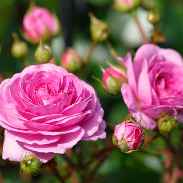 Rose Ozeana (Climbing) Plants
