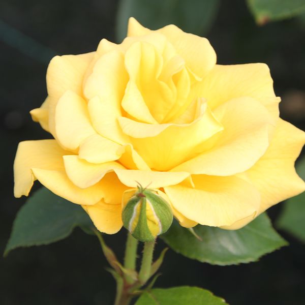 Rose Precious Gold (Floribunda) Plants