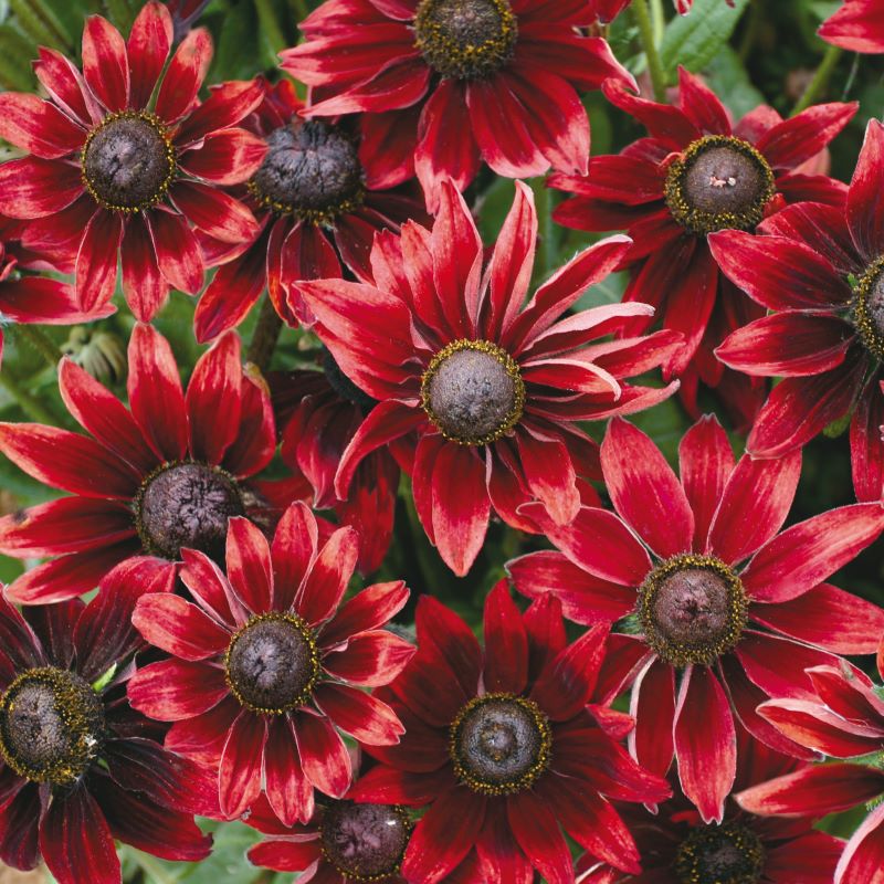 Rudbeckia Cherry Brandy Flower Plants