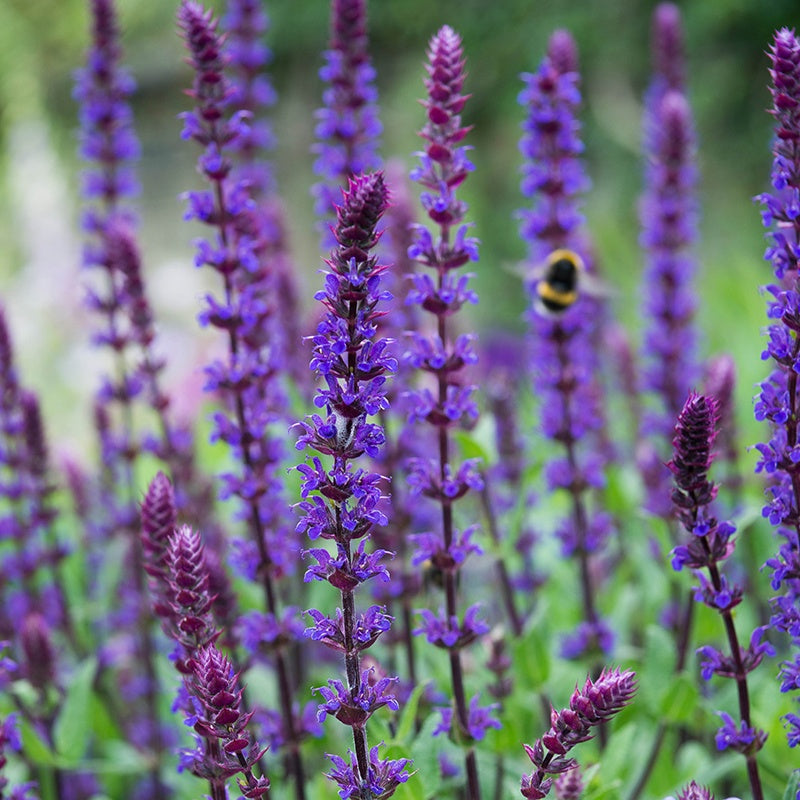 Salvia Salvatore Blue Flower Plants