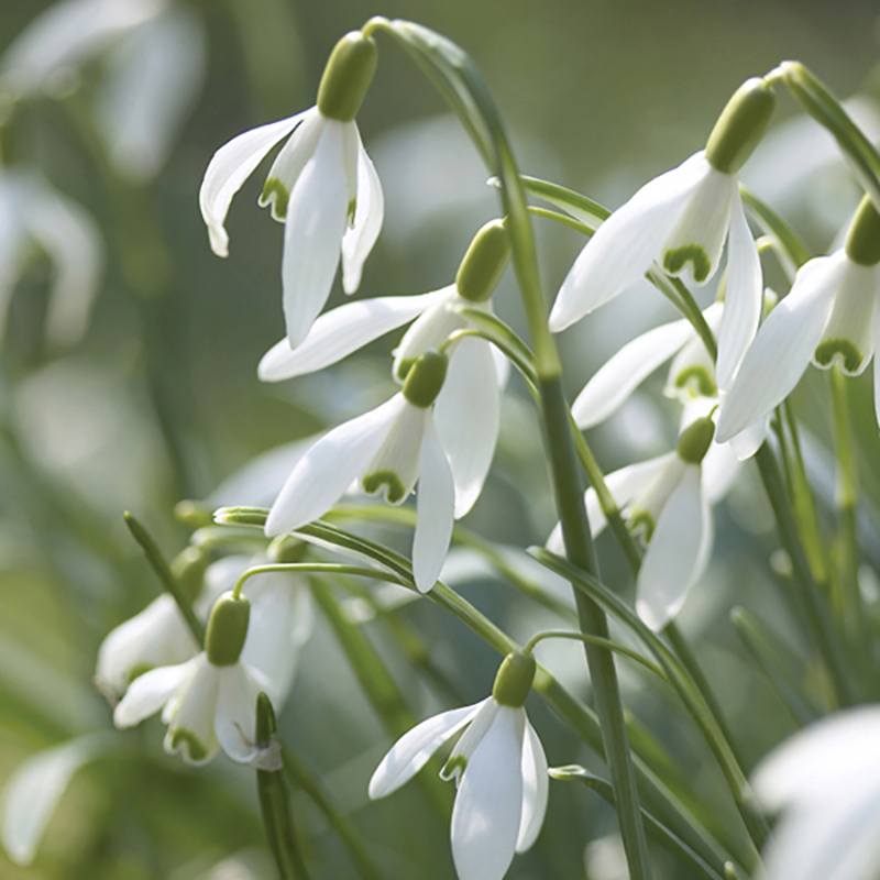 Successional Bulb Collection