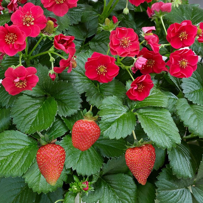 rose strawberry seeds Strawberry Summer Breeze Rose F1 Plants
