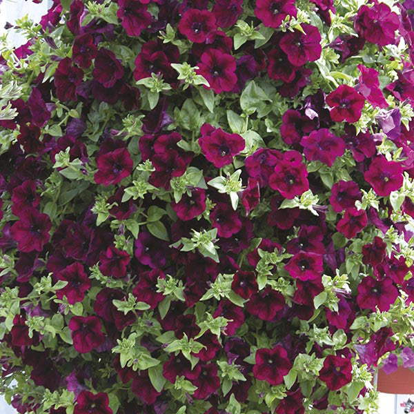 Bouquet of purple and green flowers with a blurred background